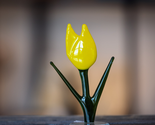 tulipan-glød