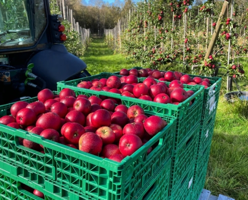 Skøssn Gard - bilde frå produsenten Store grønne kasser med epler og flere epletrær