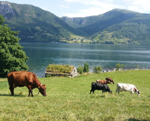 Slettevollen Gardsysteri - bilde frå produsenten En grønn åpen slette med 5 kyr, et naust bygd i stein, en åpen fjord og utsikt mot ei bygd på andre sida av fjorden